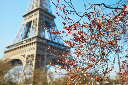 Cherry blossom in Paris