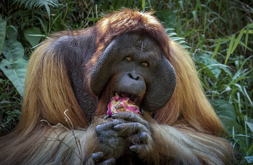 Bujang, a 35-year-old male, savors a dragon fruit. Orangutans also eat leaves and green vegetables, as well as termites and eggs, but they love sugary treats—and receive regular dental checks.