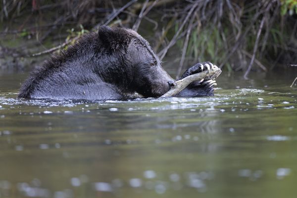 A grizzly bear enjoying a salmon thumbnail