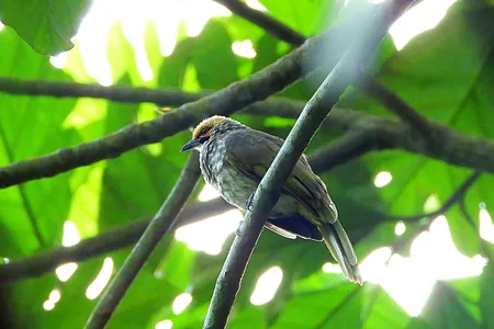 A straw-headed bulbul&nbsp;