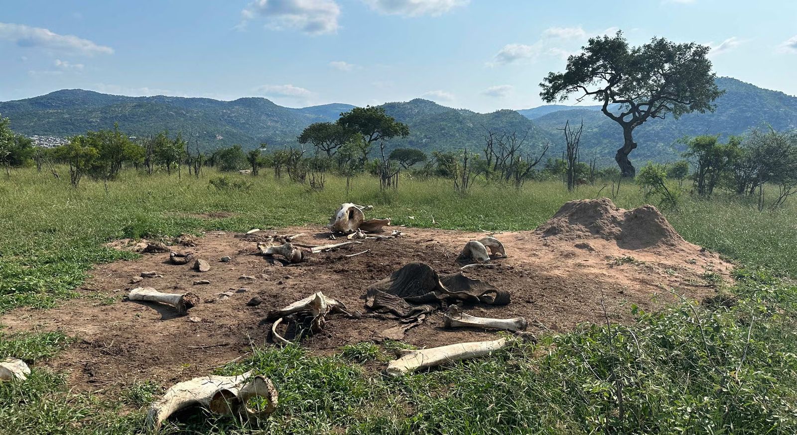African Elephants Shape the Savanna Ecosystem—and Continue Doing So Long After They've Died, Study Suggests