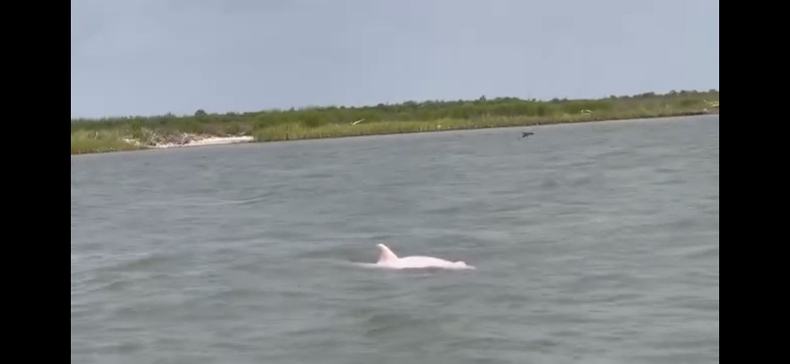 Rare Pink Dolphins Spotted Swimming in Louisiana River
