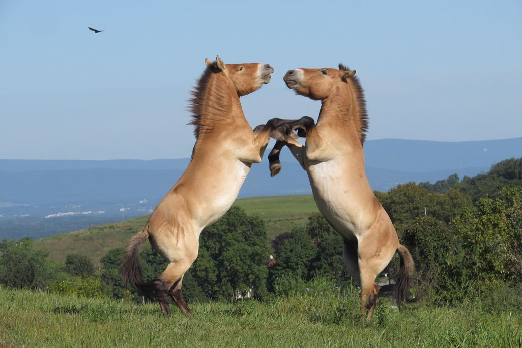 P-horses
