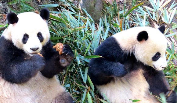 Two pandas at China’s Chengdu Research Base of Giant Panda Breeding (also called Chengdu Panda Base or CPB).
