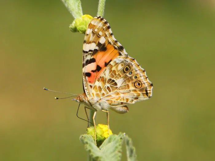 Painted Lady Butterfly
