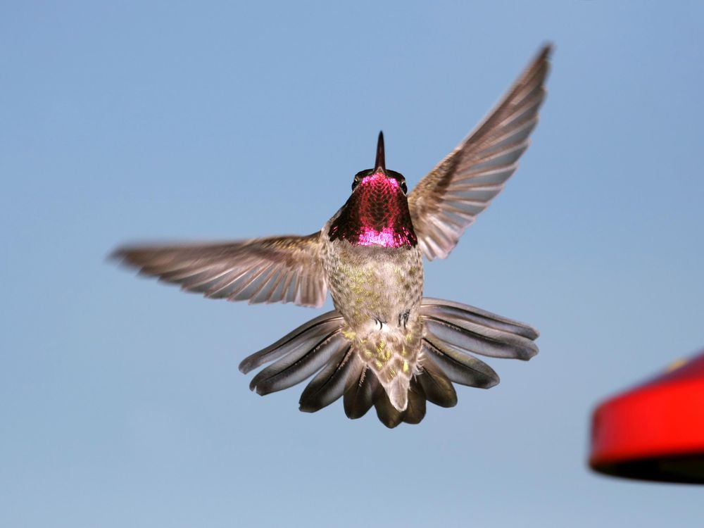 The Anna’s hummingbird