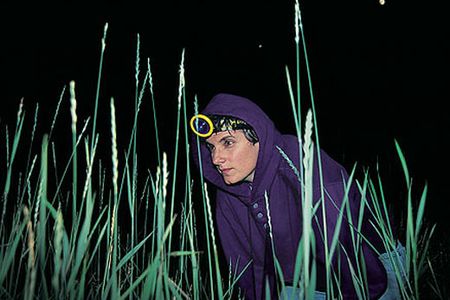 Biologist Sara Lewis (near Boston) says "they're very single-minded."