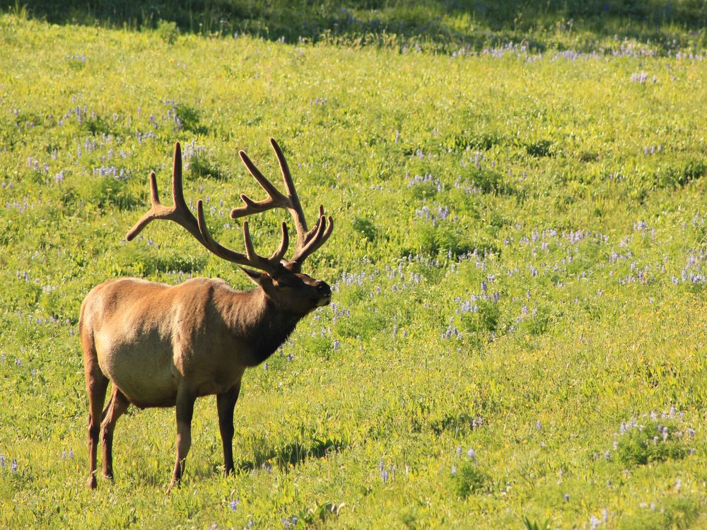 Elk