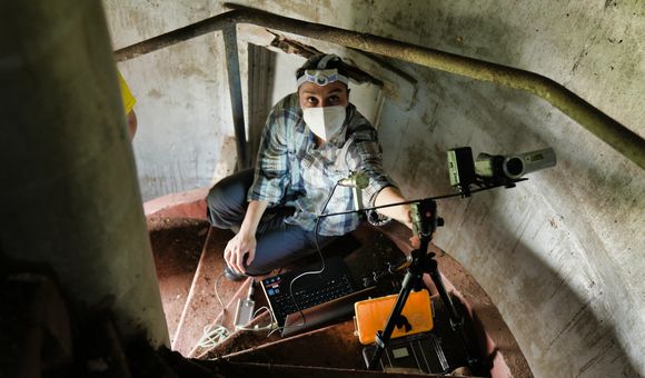 As part of her fieldwork, Fernandez habituated the bats to her presence near their day-roosts, obtaining observations of their natural behaviors and recording their vocalizations in a completely undisturbed environment during months. (Ana Endara)