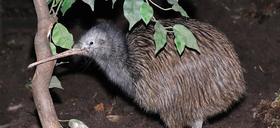  The New Zealand Kiwi 