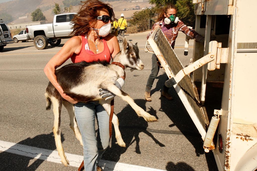 Woman carries goat to safety.