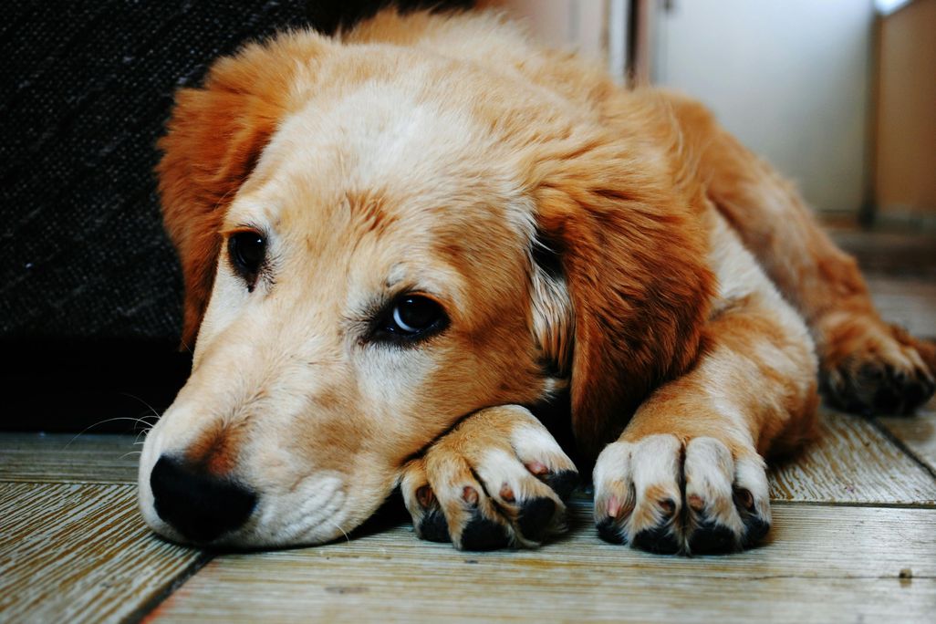 Cute dog with head on paws looking at camera