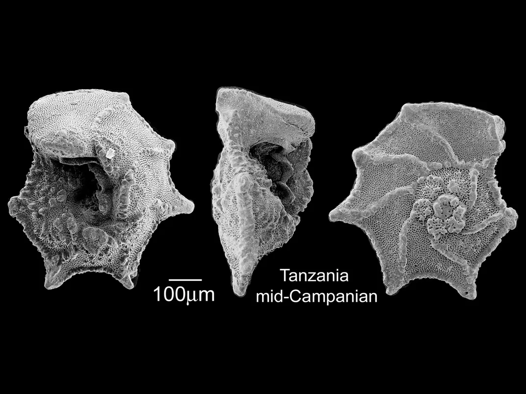 Foraminifera