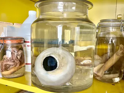 A giant eye sits in a clear, glass container next to a smaller octopus and squid in glass containers on either side of the eye.