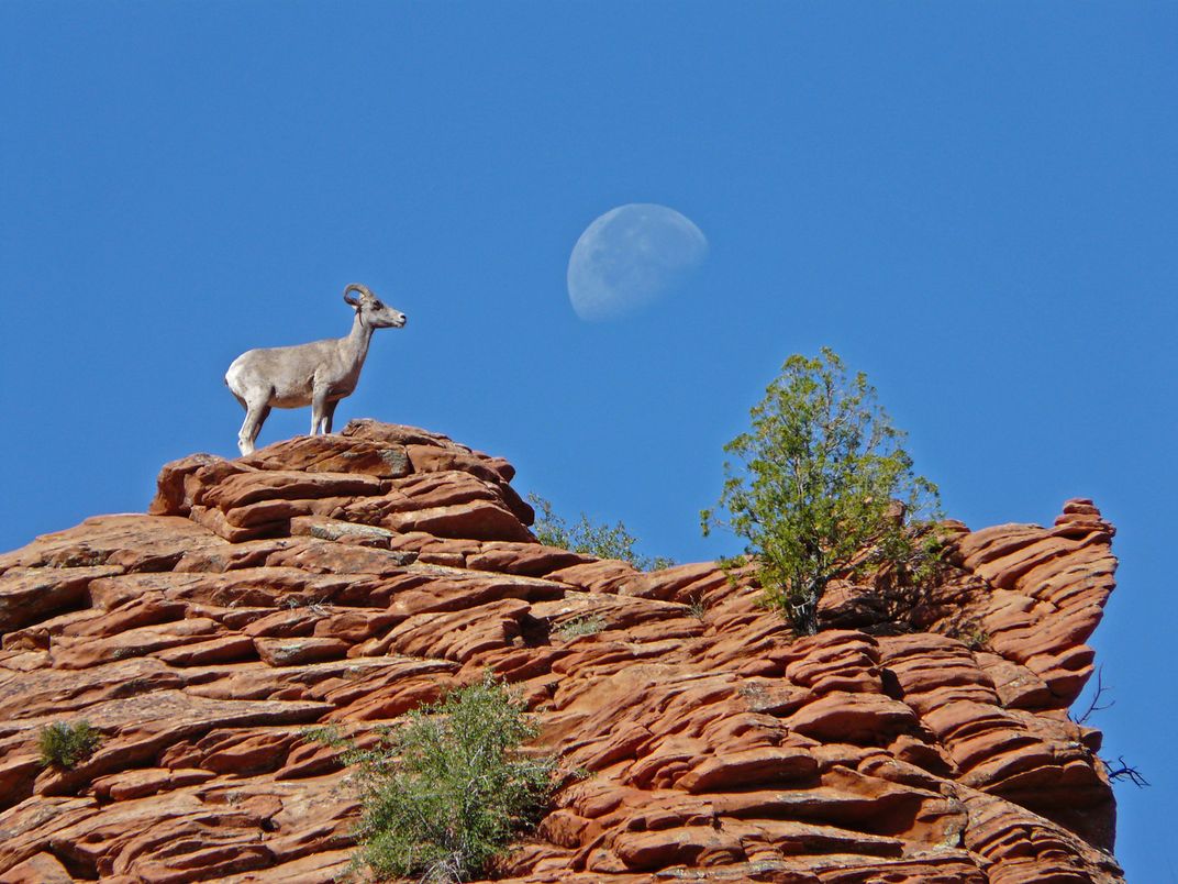 Mountain goat standing on a red rock formation with a barely visible moon in the background
