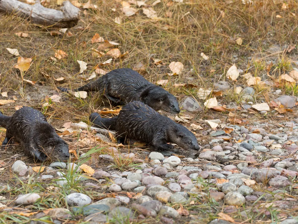 Three river otters