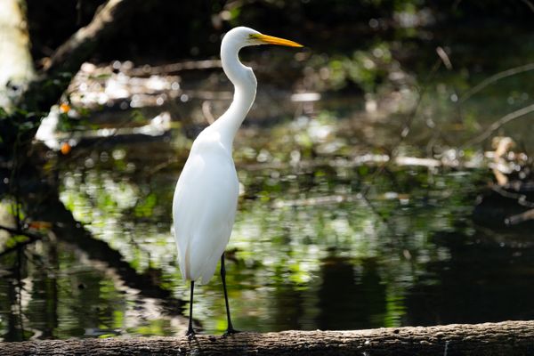 A Great Egret on the lookout thumbnail