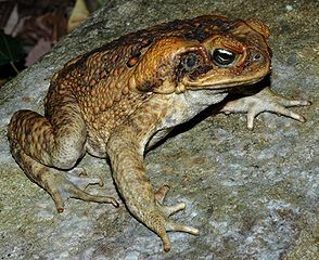 A cane toad is highly toxic and should not be eaten or even licked.