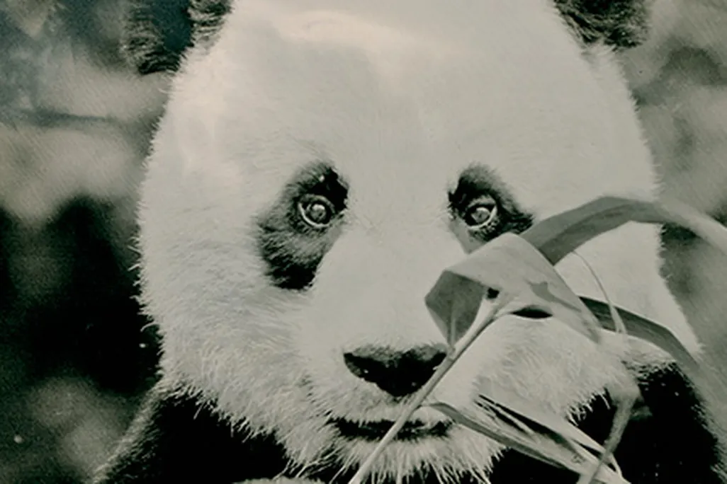 panda