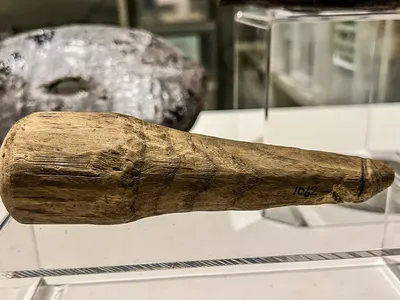 First discovered in 1992, the phallus is 6.3 inches long and made of ash wood.