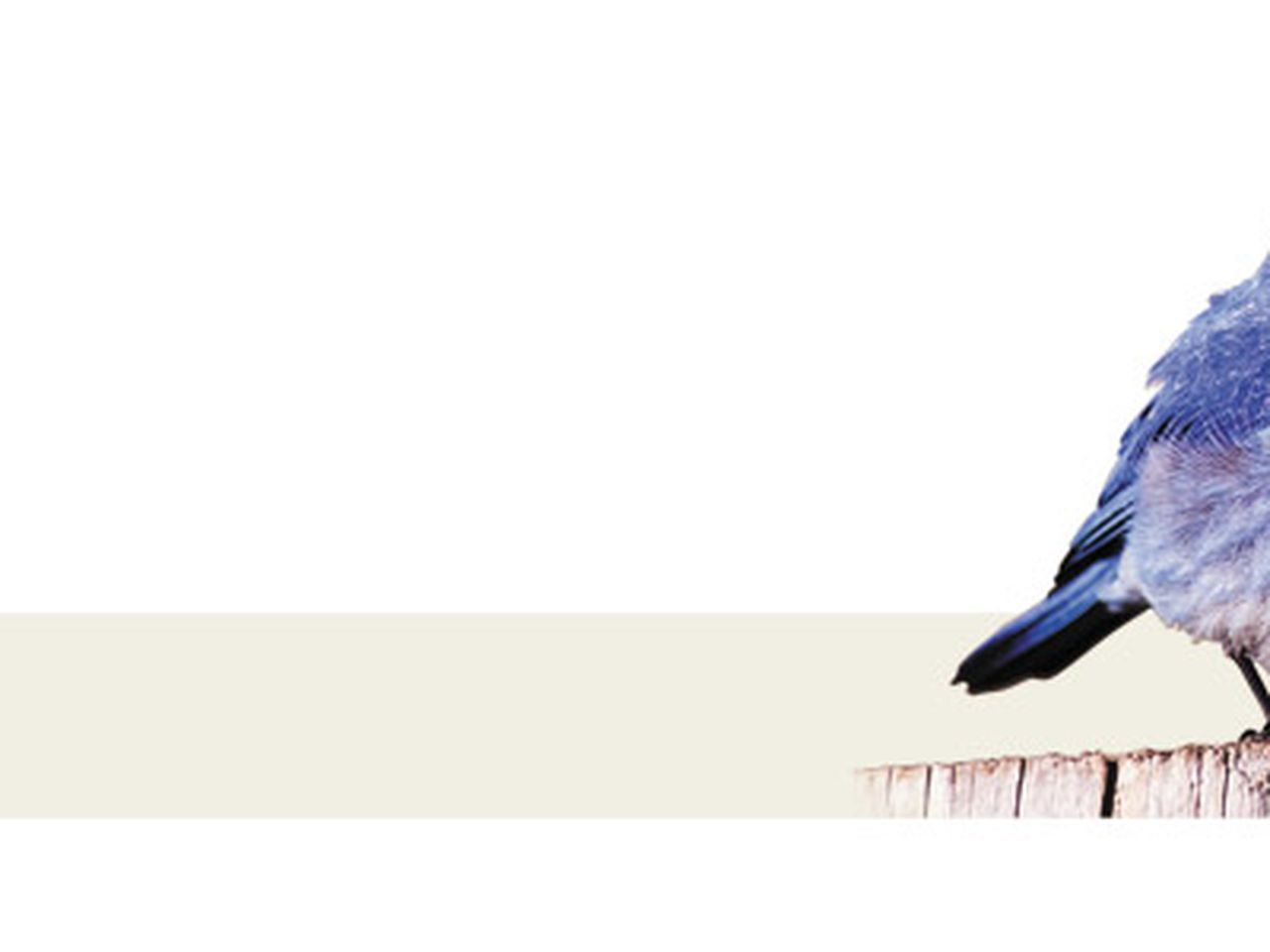 Why Are Some Feathers Blue?
