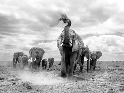 Each day, elephants roam the dry riverbed in Amboseli National Park in search of water and food. 