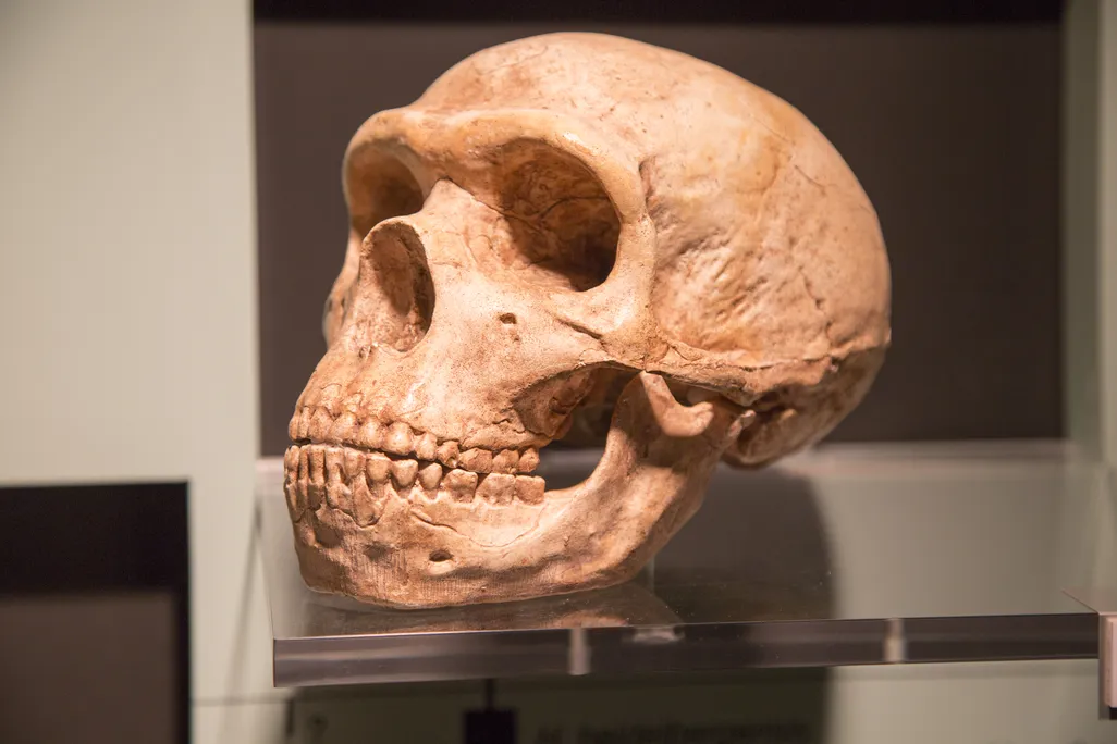 Neanderthal skull