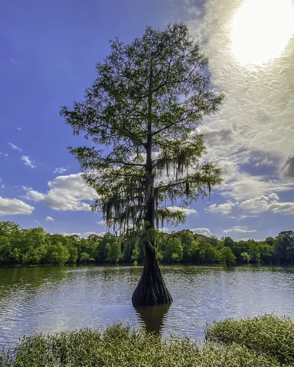 swamp tree thumbnail