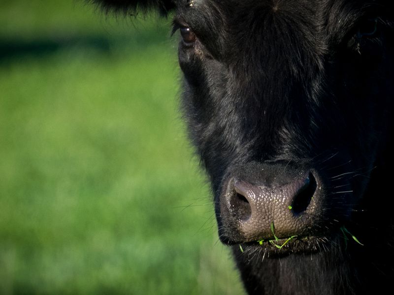 All Cows Eat Grass Smithsonian Photo Contest Smithsonian Magazine