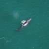 A Rare Gray Whale, Believed Extinct in the Atlantic for 200 Years, Has Been Spotted off New England icon