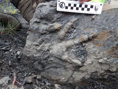 An extremely well-preserved footprint researchers found on the recent expedition in Denali National Park.