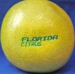 20110520090100grapefruit090831-150x148.jpg