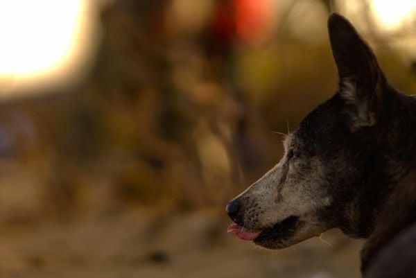 Indian street dog at chennai ECR beach thumbnail
