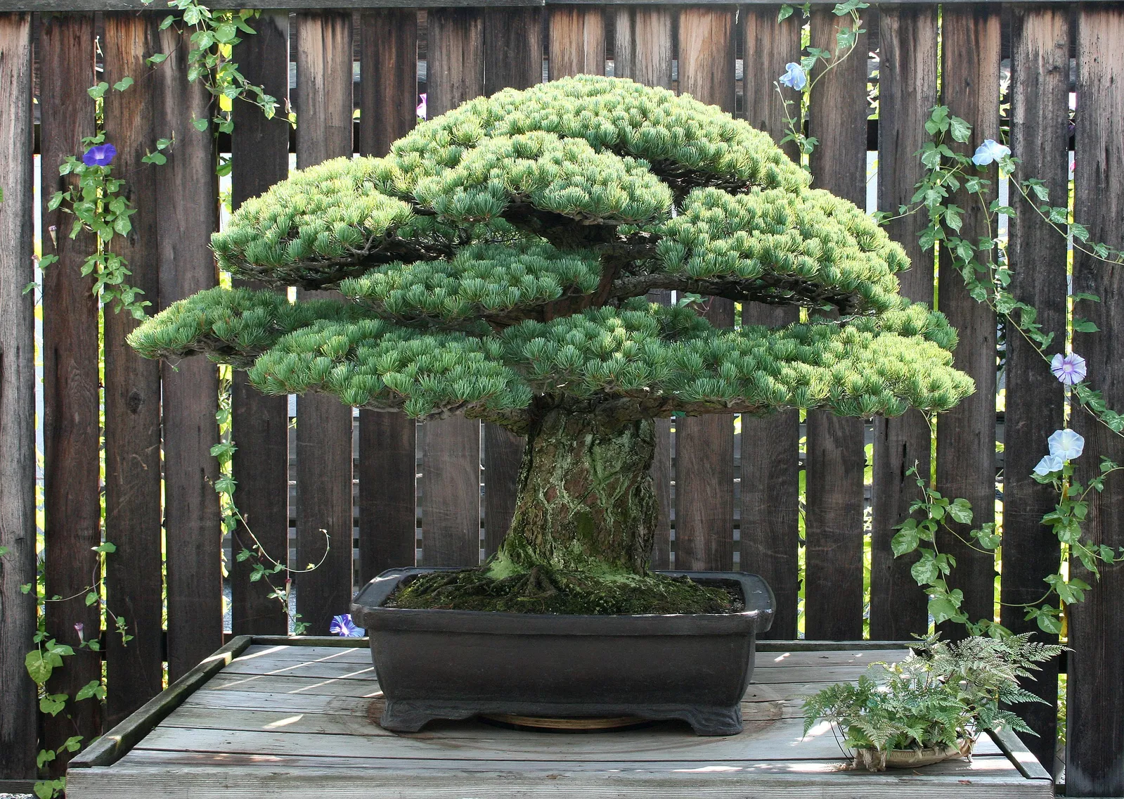 The Bonsai Tree That Survived the Bombing of Hiroshima