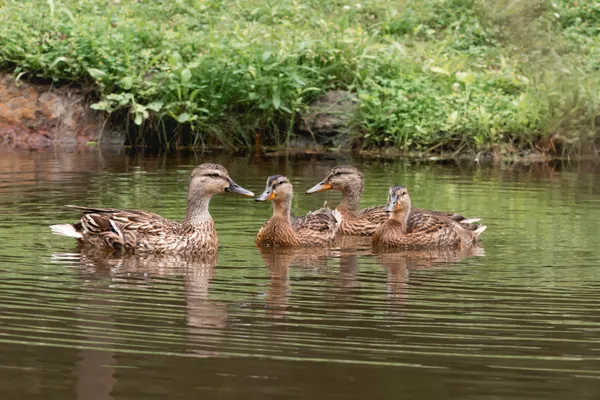 Ducklings in early summer thumbnail