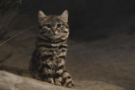 This is the face of a cold-hearted killer...right?