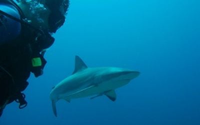 Scuba diving with sharks is an increasingly popular tourist activity in Australia and South Africa.