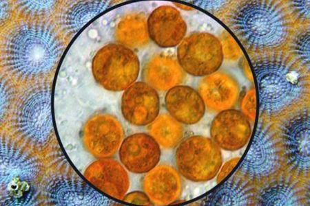 Coral and its symbiotic algae