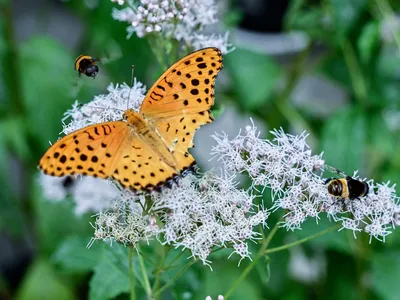 Static Electricity May Help Butterflies and Moths Pick Up Pollen image