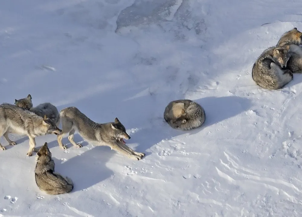 Wolves on snow