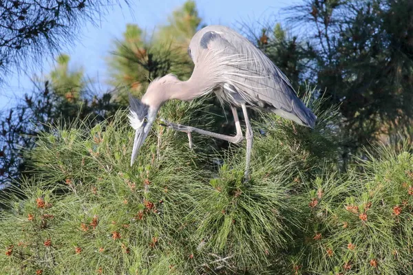 Great Blue Heron thumbnail