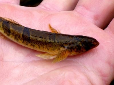 The snail darter, a small fish that stopped construction of a federal dam project, is no longer threatened with extinction and can come off the Endangered Species List, wildlife officials say.