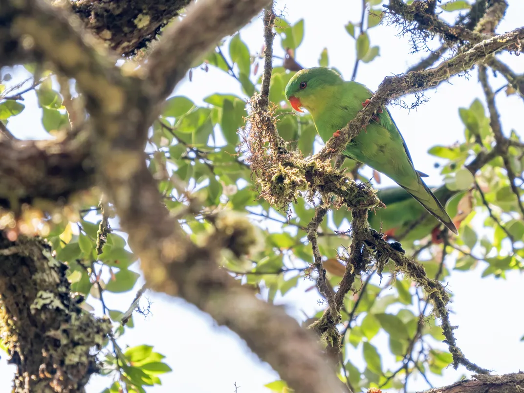 A green bird with an orange beak on a branch