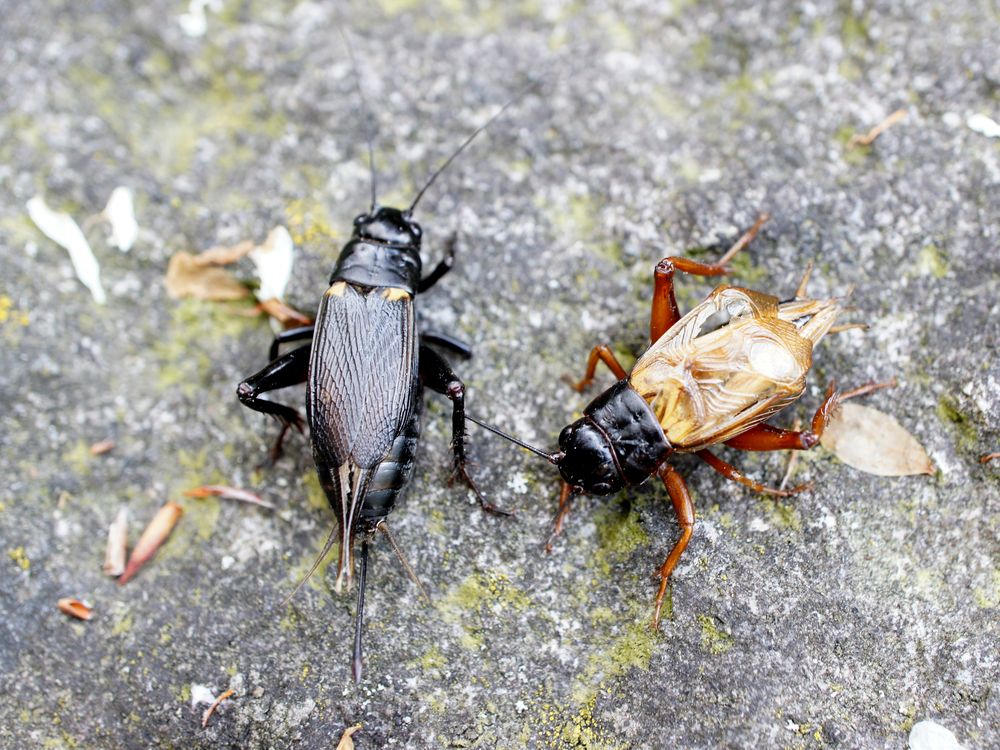 A close up image of two crickets next to each other. One is male and the other is female.  