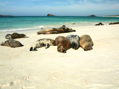 Galapagos sea lions laze on the beach.