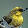 `Akiapōlā`au (Hemignathus monroi) nps.jpg