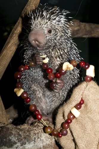 20110520110708Prehensile-TailedPorcupine2_MehganMurphy-resize.jpg