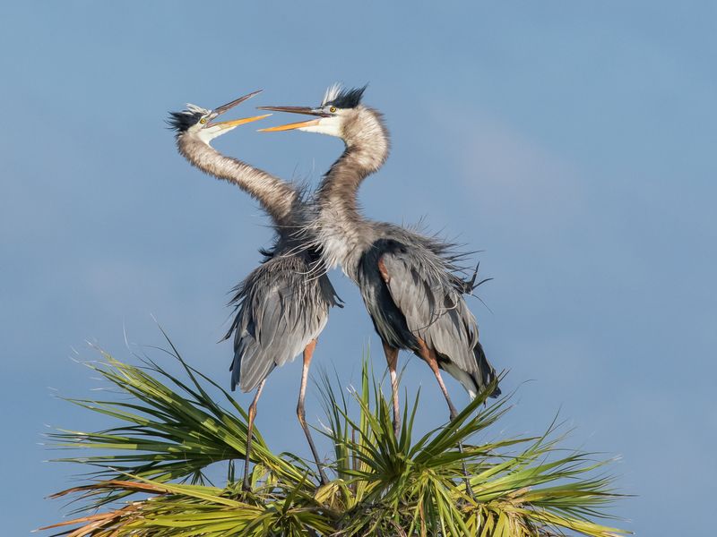 Great Blue Herons Mating Rituals | Smithsonian Photo Contest ...