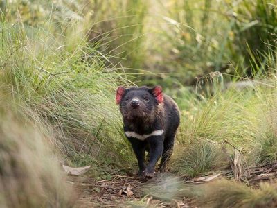 Aussie Ark and other conservation groups collaborated to release 26 Tasmanian devils into a nature preserve north of Sydney. Their goal is to bring this species back to mainland Australia 3,000 years after they went locally extinct.