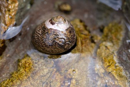 Black turban snails are small marine snails that make tasty prey for crabs. Failed crab attacks leave scars on a snail&rsquo;s shell. By analyzing the rate of scarring and the size of the snail when it was attacked, researchers can learn important details about crab populations.